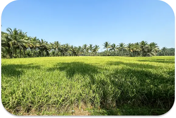 organic farm near by anamala homestay